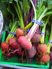 beets-just-harvested.jpg