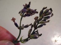 lavender-flowers-3.jpg